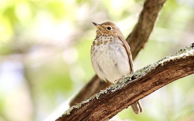 Oregon Birds, Bird Watching, Ornithology, Pacific Northwest Songbirds, Backyard, Common Species, bird-watching guide for beginners, native bird species, migratory birds, raptors, conservation, how to, swainson's thrush