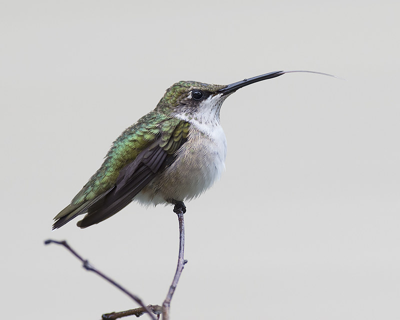 hummingbirds for oregon, oregon hummingbird species, nectar recipe, feeding, spring migration, anna's hummingbird, calliope, Allan's, black-chinned, costa's