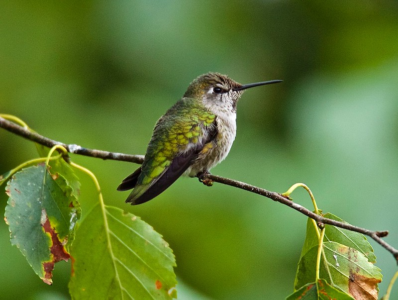 Oregon Birds, Bird Watching, Ornithology, Pacific Northwest Songbirds, Backyard, Common Species, bird-watching guide for beginners, native bird species, migratory birds, raptors, conservation, how to, anna's hummingbird