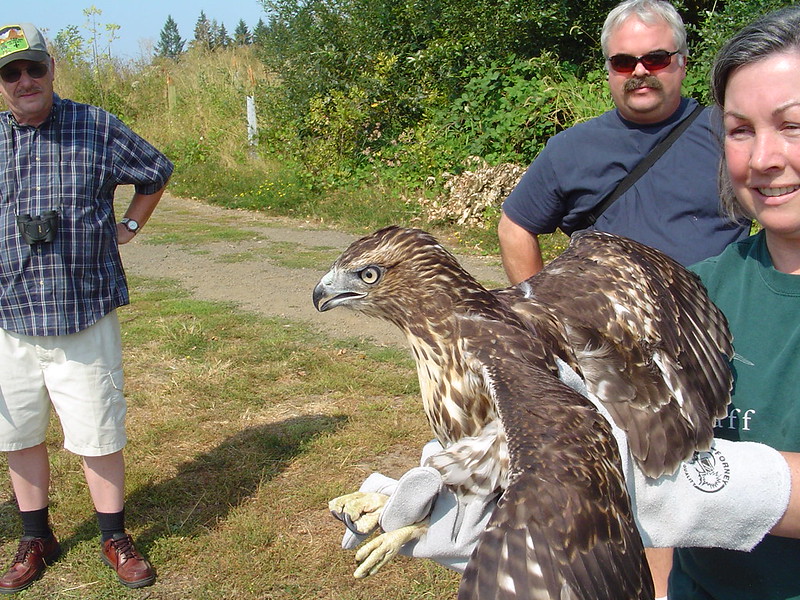 Oregon Birds, Bird Watching, Ornithology, Pacific Northwest Songbirds, Backyard, Common Species, bird-watching guide for beginners, native bird species, migratory birds, raptors, conservation, how to. red-tailed hawk