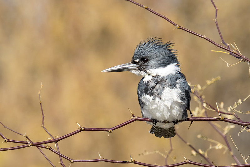 Oregon Birds, Bird Watching, Ornithology, Pacific Northwest Songbirds, Backyard, Common Species, bird-watching guide for beginners, native bird species, migratory birds, raptors, conservation, how to, kingfisher