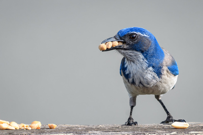 Oregon Birds, Bird Watching, Ornithology, Pacific Northwest Songbirds, Backyard, Common Species, bird-watching guide for beginners, native bird species, migratory birds, raptors, conservation, how to, scrub jay