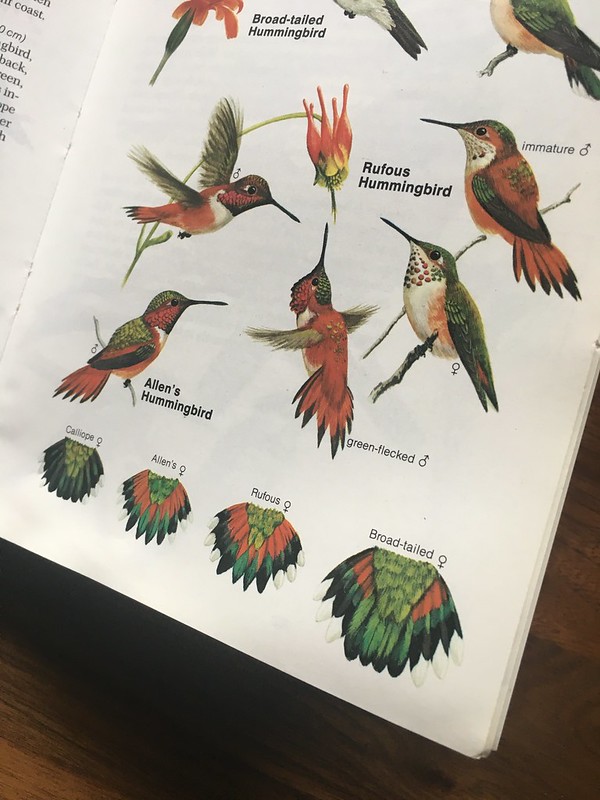 Oregon Birds, Bird Watching, Ornithology, Pacific Northwest Songbirds, Backyard, Common Species, bird-watching guide for beginners, native bird species, migratory birds, raptors, conservation, how to, hummingbirds