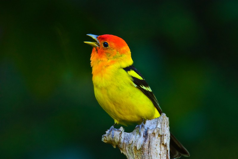 Oregon Birds, Bird Watching, Ornithology, Pacific Northwest Songbirds, Backyard, Common Species, bird-watching guide for beginners, native bird species, migratory birds, raptors, conservation, how to, western tanager