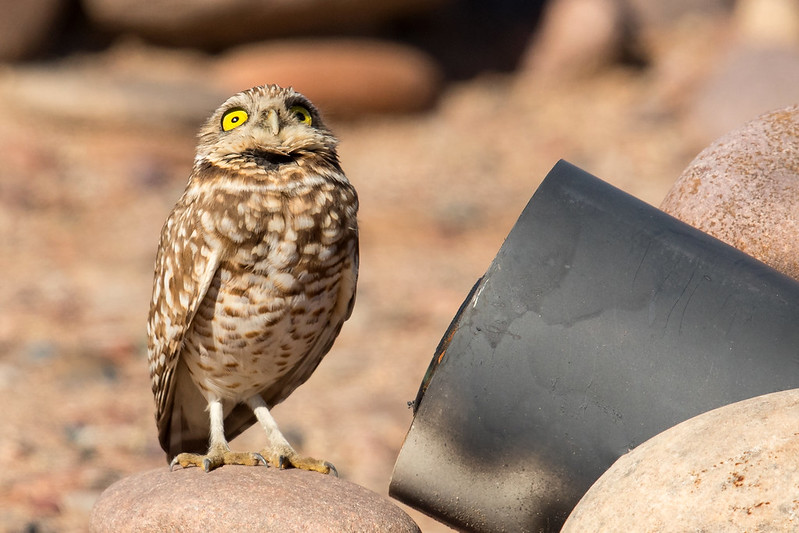 Oregon Birds, Bird Watching, Ornithology, Pacific Northwest Songbirds, Backyard, Common Species, bird-watching guide for beginners, native bird species, migratory birds, raptors, conservation, how to, burrowing owl