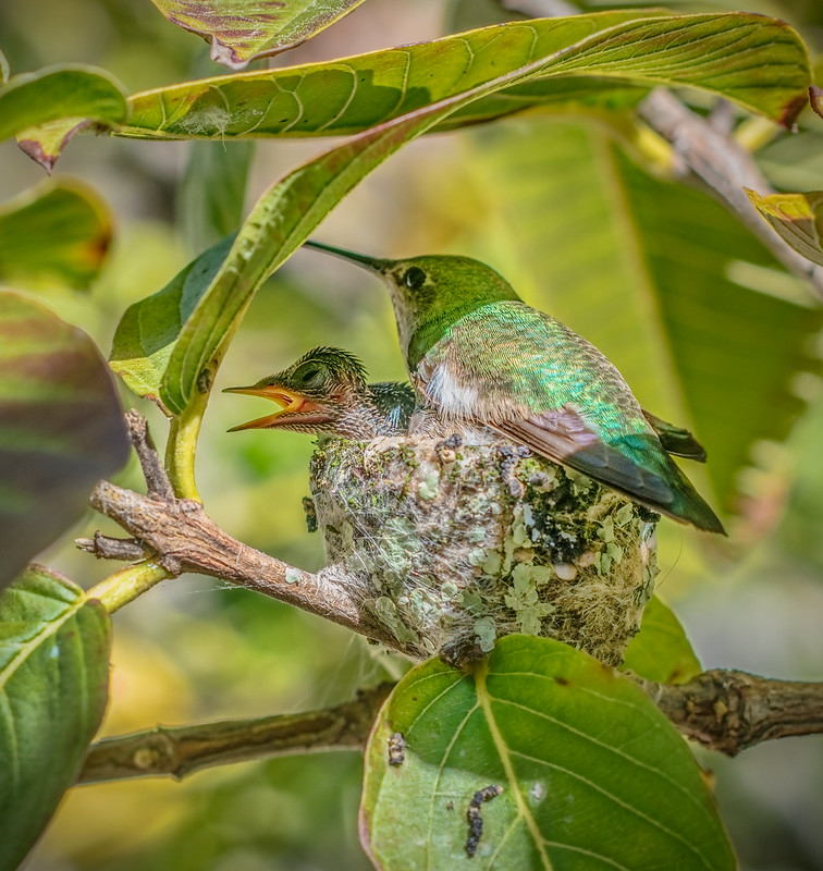 hummingbirds in oregon
