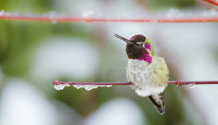 Oregon Birds, Bird Watching, Ornithology, Pacific Northwest Songbirds, Backyard, Common Species, bird-watching guide for beginners, native bird species, migratory birds, raptors, conservation, how to, anna's hummingbird