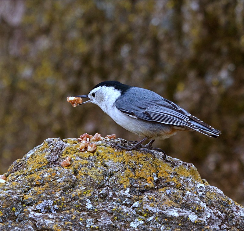 Oregon Birds, Bird Watching, Ornithology, Pacific Northwest Songbirds, Backyard, Common Species, bird-watching guide for beginners, native bird species, migratory birds, raptors, conservation, how to, nuthatch