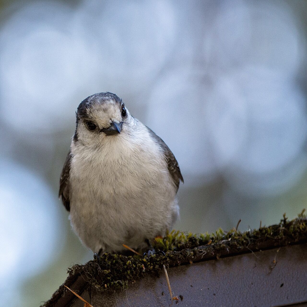 Oregon Birds, Bird Watching, Ornithology, Pacific Northwest Songbirds, Backyard, Common Species, bird-watching guide for beginners, native bird species, migratory birds, raptors, conservation, how to, gray jay, canada jay, Whiskey Jack