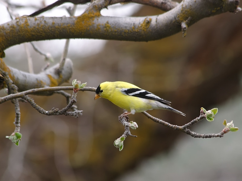 Canon Bird Branch Project, Biodiversity Initiatives, Bird photo guide