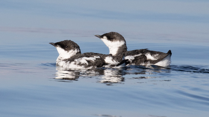 Oregon Birds, Bird Watching, Ornithology, Pacific Northwest Songbirds, Backyard, Common Species, bird-watching guide for beginners, native bird species, migratory birds, raptors, conservation, how to, marbled murrelet, endangered, rare