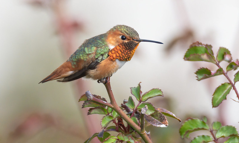 hummingbirds in oregon