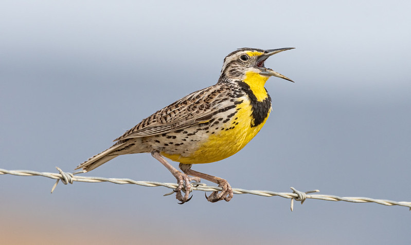 Oregon Birds, Bird Watching, Ornithology, Pacific Northwest Songbirds, Backyard, Common Species, bird-watching guide for beginners, native bird species, migratory birds, raptors, conservation, how to, western meadowlark, state bird