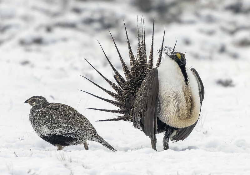 Oregon Birds, Bird Watching, Ornithology, Pacific Northwest Songbirds, Backyard, Common Species, bird-watching guide for beginners, native bird species, migratory birds, raptors, conservation, how to, greater sage grouse