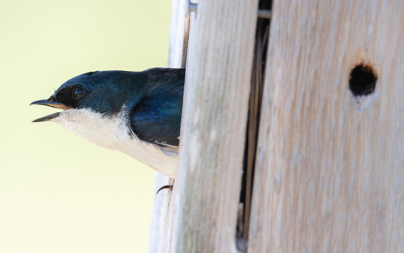 Oregon Birds, Bird Watching, Ornithology, Pacific Northwest Songbirds, Backyard, Common Species, bird-watching guide for beginners, native bird species, migratory birds, raptors, conservation, how to, tree swallow