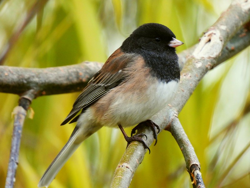 Oregon Birds, Bird Watching, Ornithology, Pacific Northwest Songbirds, Backyard, Common Species, bird-watching guide for beginners, native bird species, migratory birds, raptors, conservation, how to, dark-eyed junco