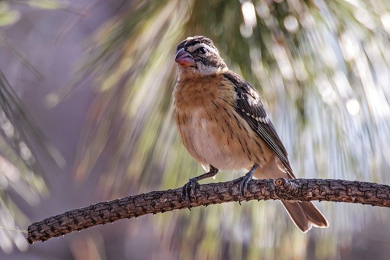 Oregon Birds, Bird Watching, Ornithology, Pacific Northwest Songbirds, Backyard, Common Species, bird-watching guide for beginners, native bird species, migratory birds, raptors, conservation, how to, grosbeak