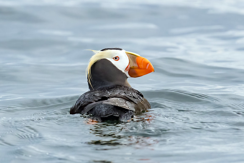 Oregon Birds, Bird Watching, Ornithology, Pacific Northwest Songbirds, Backyard, Common Species, bird-watching guide for beginners, native bird species, migratory birds, raptors, conservation, how to, tufted puffin, oregon coast