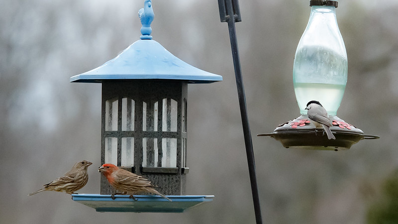 Oregon Birds, Bird Watching, Ornithology, Pacific Northwest Songbirds, Backyard, Common Species, bird-watching guide for beginners, native bird species, migratory birds, raptors, conservation, how to, house finch