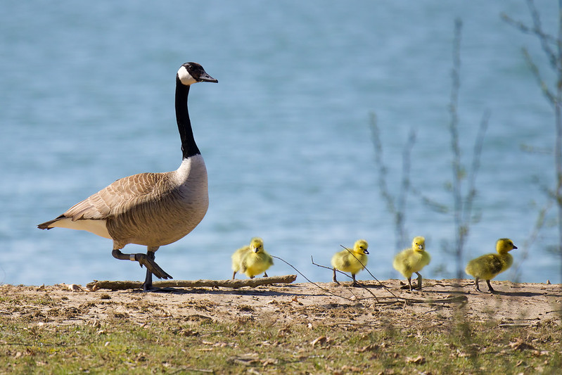 Oregon Birds, Bird Watching, Ornithology, Pacific Northwest Songbirds, Backyard, Common Species, bird-watching guide for beginners, native bird species, migratory birds, raptors, conservation, how to, canada goose