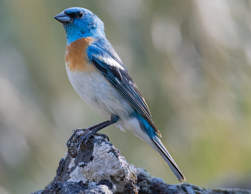 Oregon Birds, Bird Watching, Ornithology, Pacific Northwest Songbirds, Backyard, Common Species, bird-watching guide for beginners, native bird species, migratory birds, raptors, conservation, how to, lazuli bunting