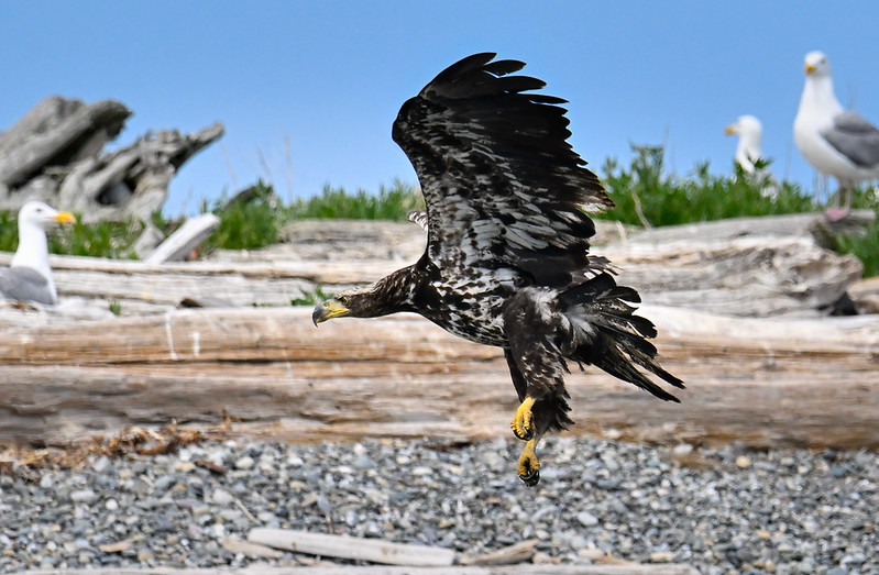 Oregon Birds, Bird Watching, Ornithology, Pacific Northwest Songbirds, Backyard, Common Species, bird-watching guide for beginners, native bird species, migratory birds, raptors, conservation, how to, bald eagle, seagulls