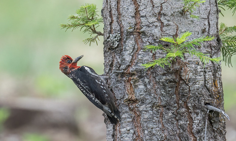 Oregon Birds, Bird Watching, Ornithology, Pacific Northwest Songbirds, Backyard, Common Species, bird-watching guide for beginners, native bird species, migratory birds, raptors, conservation, how to, red-breasted sapsucker, woodpecker