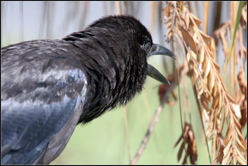 Oregon Birds, Bird Watching, Ornithology, Pacific Northwest Songbirds, Backyard, Common Species, bird-watching guide for beginners, native bird species, migratory birds, raptors, conservation, how to, american crow