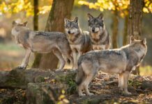 gray wolves in forest