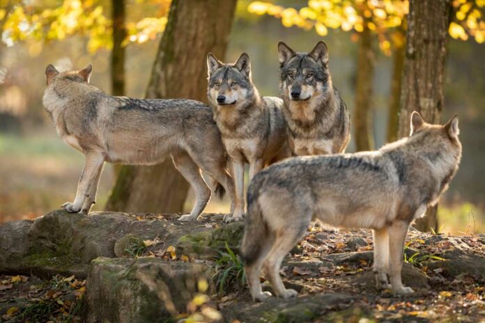 gray wolves in forest