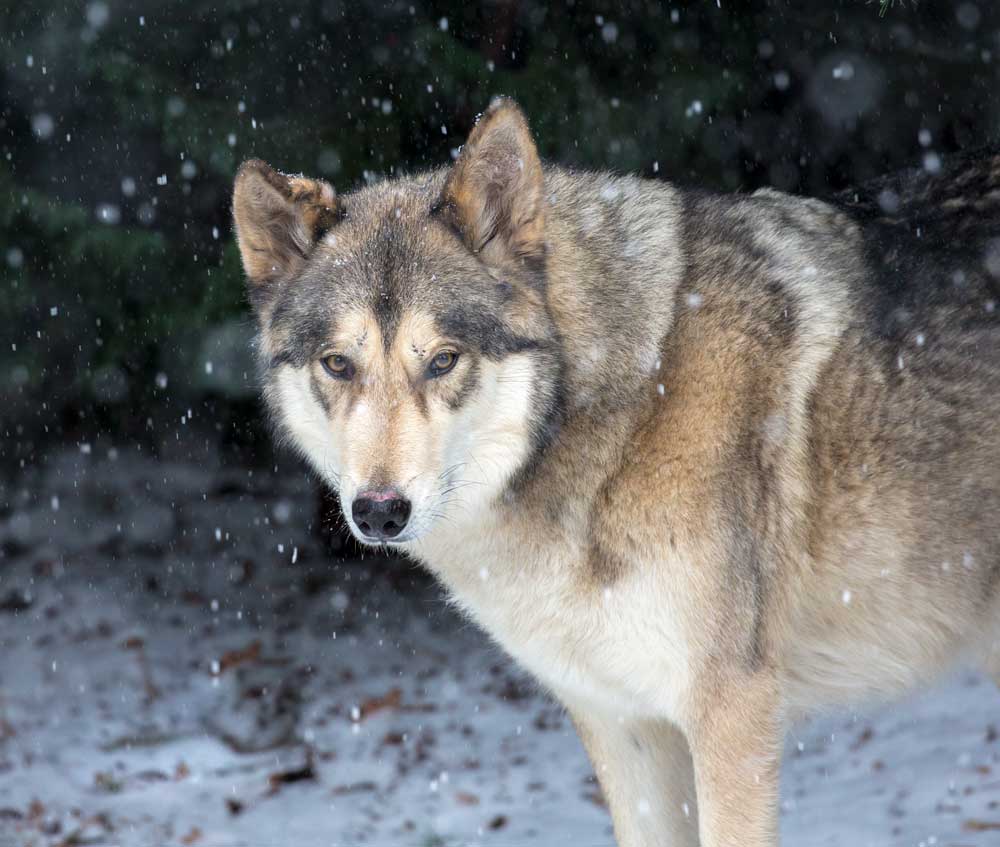 timber wolf oregon