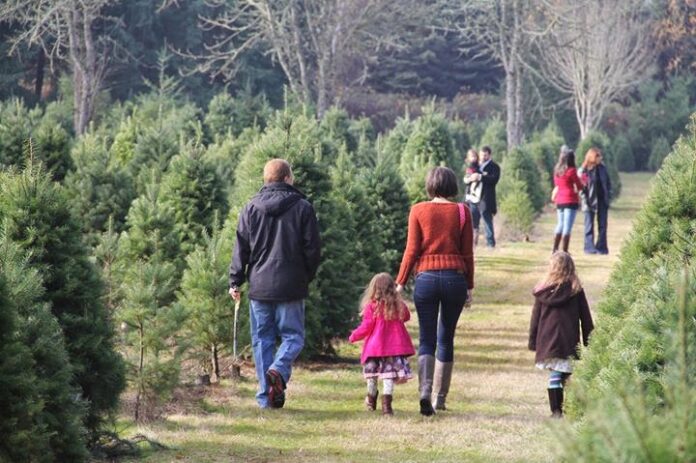 xmas tree farm