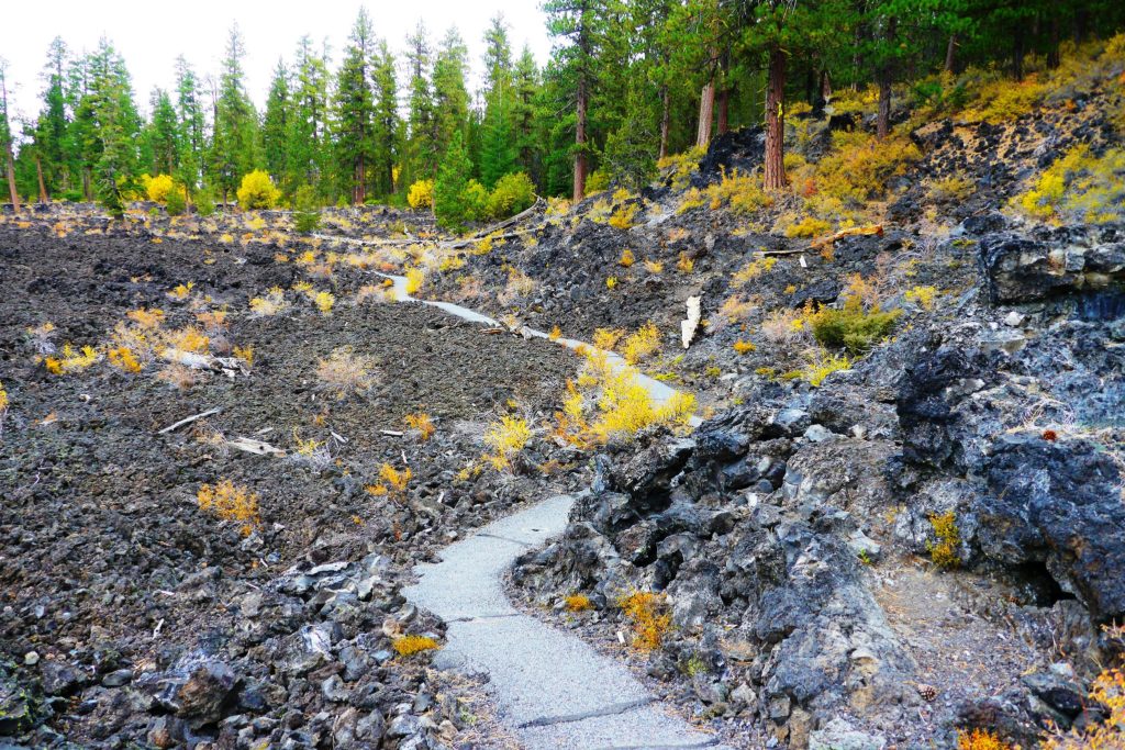 Lava Cast Forest Oregon