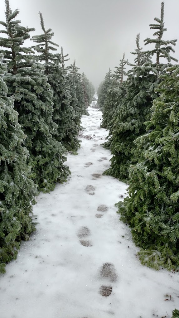 snowy xmas trees