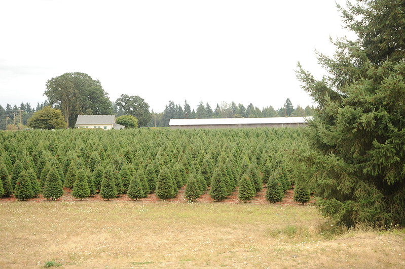 young xmas trees