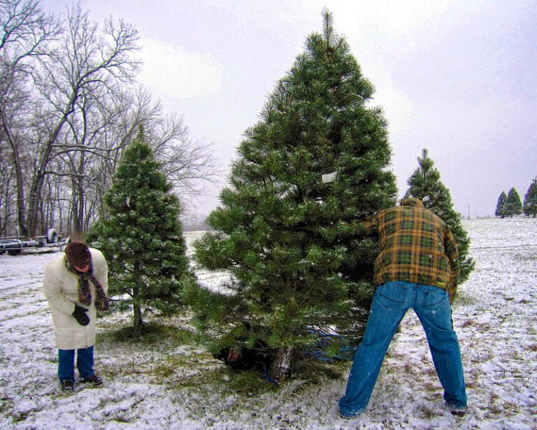 How to Cut Your Own Christmas Tree in Oregon in 2023