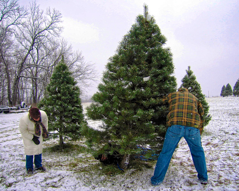 man cutting down tree