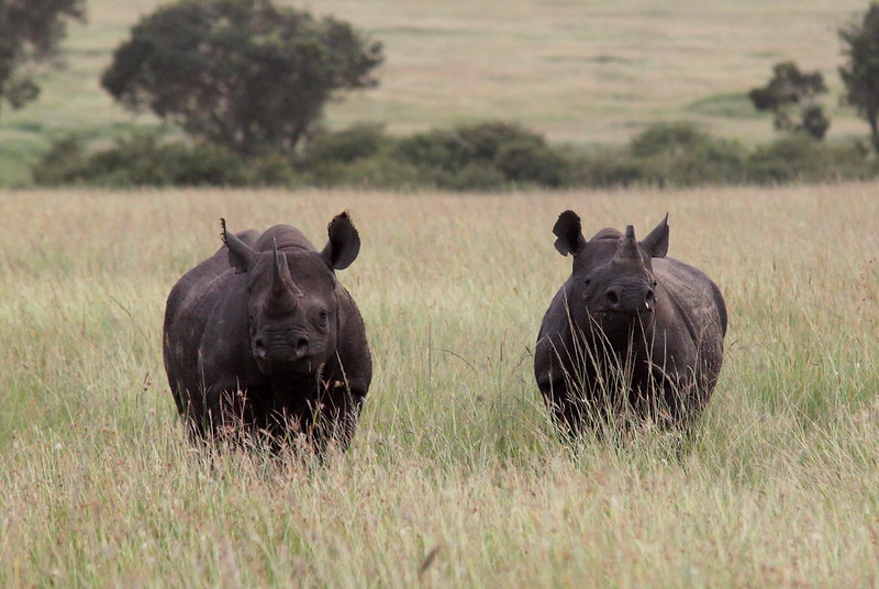 black rhino, new baby, oregon zoo, 2023, Jozi the rhinocerous, critically endangered, rhino calf, birth, new mom, Portland, Oregon