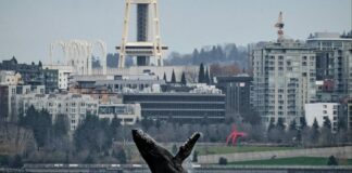 space needle, humpback whale, seattle, washington, breach, incredible photographs, PNW, puget sound