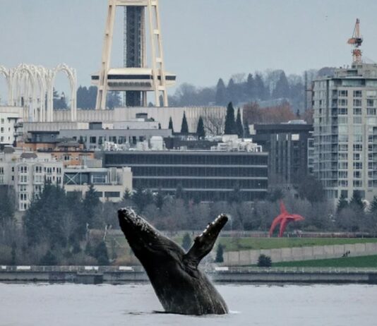 space needle, humpback whale, seattle, washington, breach, incredible photographs, PNW, puget sound