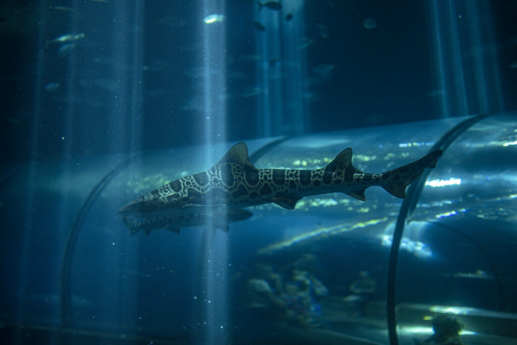 A large fish in deep blue water at the Oregon Coast Aquarium.