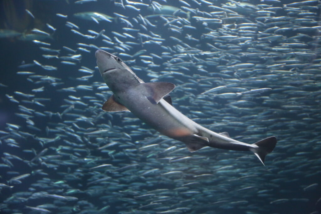 A shark at the Oregon Coast Aquarium.