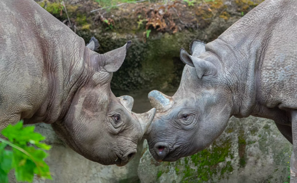 black rhino, new baby, oregon zoo, 2023, Jozi the rhinocerous, critically endangered, rhino calf, birth, new mom, Portland, Oregon