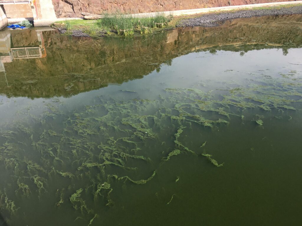 An algal bloom in the waters of the Klamath River.