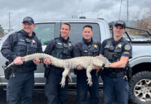 Four Oregon State Police officers hold an alligator that is stretched out across their arms. The alligator has it's mouth taped shut with black tape.