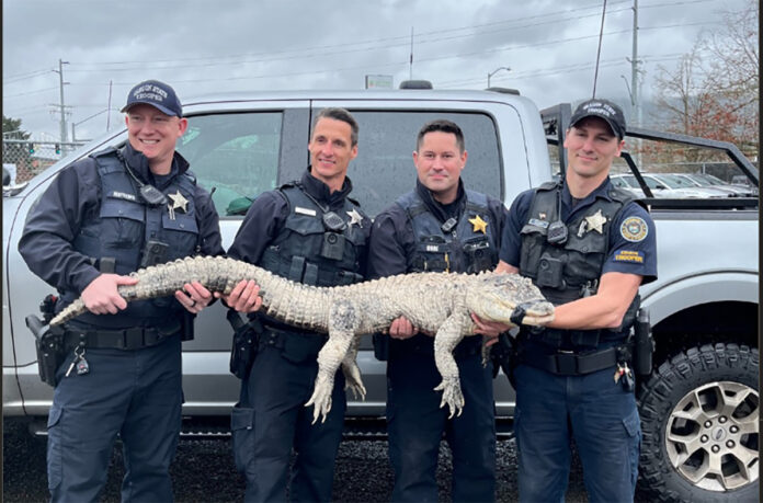 Four Oregon State Police officers hold an alligator that is stretched out across their arms. The alligator has it's mouth taped shut with black tape.