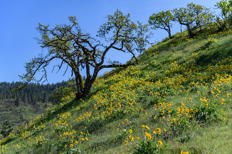 A meadow of yellow wildflowers on a hill with a few sparse trees along the Tom McCall Point trail.