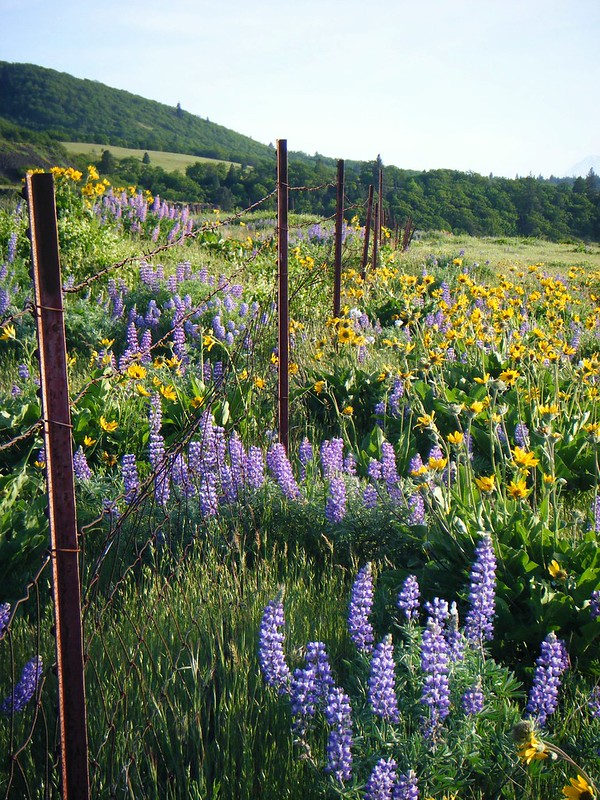 Yellow and purple flowers on the trail along an old wire fence.