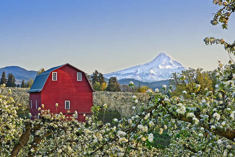 Mt. Hood as seen from south of Hood River in Fruit Valley.  There's a bright red barn and fruit trees with white buds. It's a really pretty scene, best oregon towns, spring road trip, best towns to visit, 2024