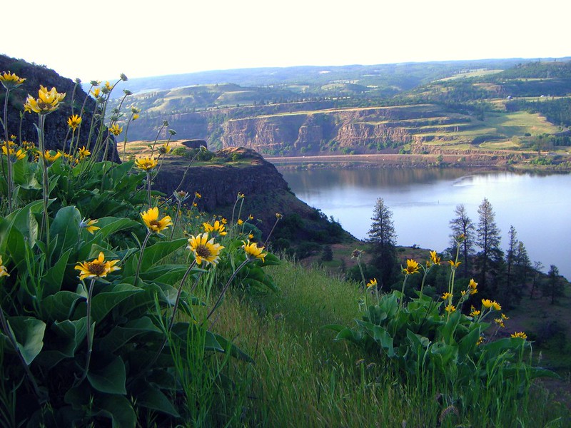 Yellow and purple flowers on the trail overlooking the Columbia River. You can see cliffs in the distance on the other side of the river.